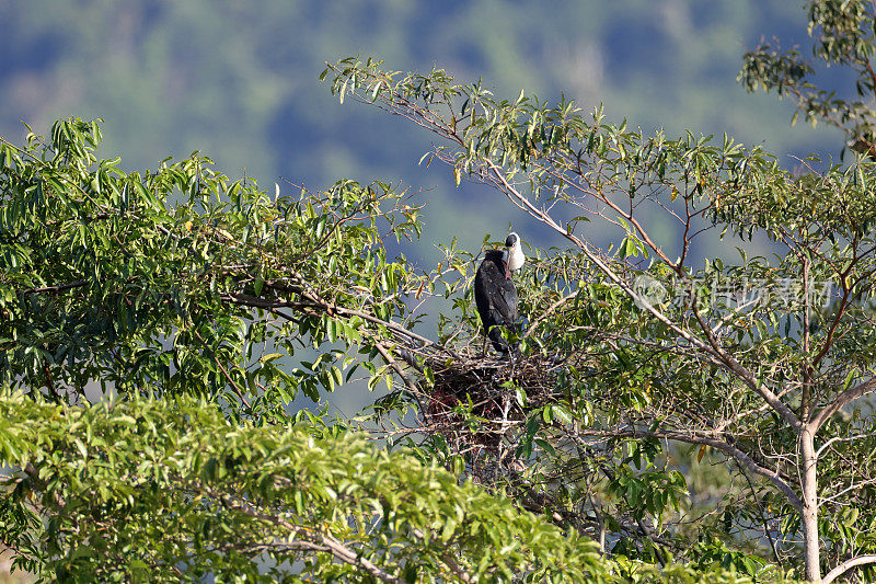 Ciconia episcopus